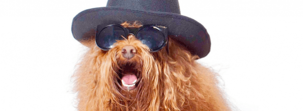 St. Francis Day Fair: Pet Blessings + Animal Costume Parade