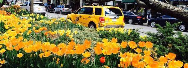 Broadway Mall Cleanup in Morningside Heights