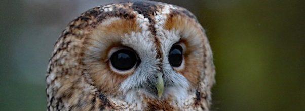 Central Park’s Newest Star: The Barred Owl