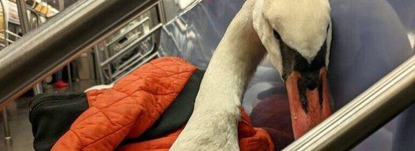 Injured Swan Taken on Subway Ride to UWS