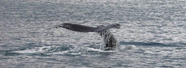 A HUMPBACK WHALE SIGHTING!!