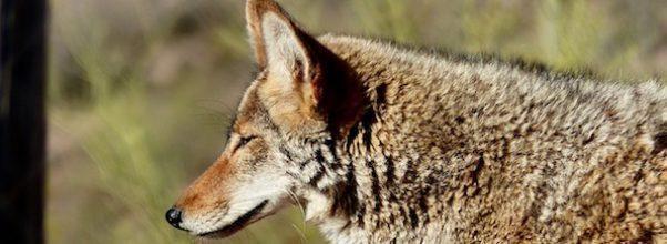 Coyote Spotted Near Reservoir Coyote Spotted Near Reservoir