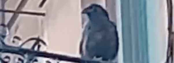 Raven Spotted on Amsterdam Ave