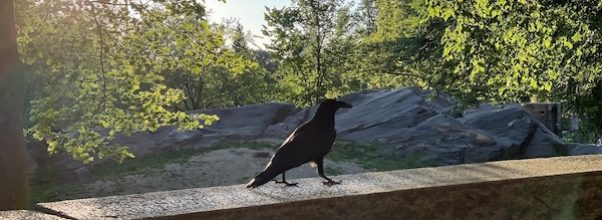 More Raven Sightings