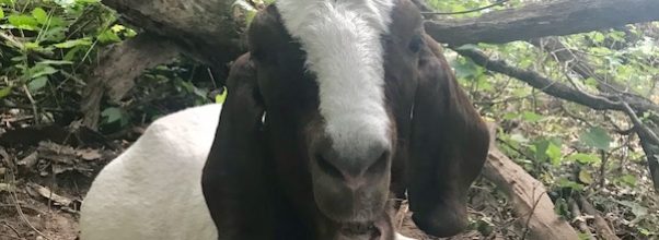 The Running of the Goats: July 14