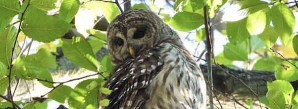 A Vigil For the Barred Owl