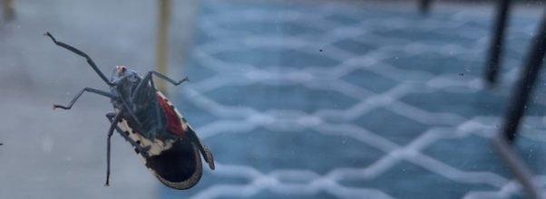 A Colorful Invasion: The Spotted Lanternfly Says Hi to Manhattan