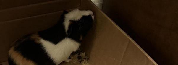 Abandoned Guinea Pig Rescued by Famous Upper West Side Animal Lover Abandoned Guinea Pig Rescued by Famous Upper West Side Animal Lover