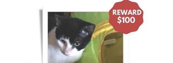 A Cat Was Stolen From Petco A Cat Was Stolen From Petco