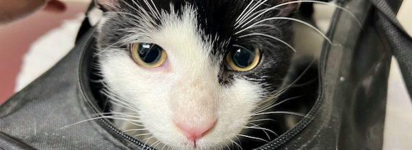 Clyde, the Cat, Has Been Found Clyde, the Cat, Has Been Found