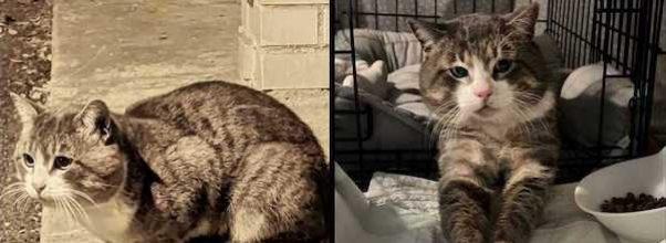 UPDATED: Public School Cat Shot with BB Gun Needs Help UPDATED: Public School Cat Shot with BB Gun Needs Help
