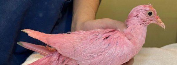 Update: Wild Bird Fund Announces Passing of Pigeon Found With Feathers Dyed Pink Update: Wild Bird Fund Announces Passing of Pigeon Found With Feathers Dyed Pink