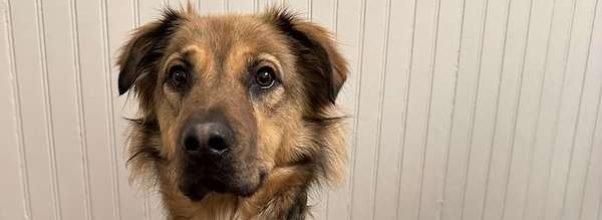 Lost Dog Last Seen on 91st Street (NEVER MIND, HE’S BEEN FOUND!) Lost Dog Last Seen on 91st Street (NEVER MIND, HE’S BEEN FOUND!)