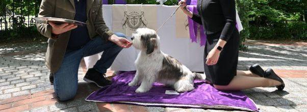 Westminster’s Winning Dog Has Lunch at Tavern on the Green Westminster’s Winning Dog Has Lunch at Tavern on the Green