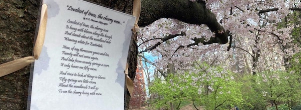 Guardian of Verse: Mystery Samaritan Sprinkles Poetry in Riverside Park