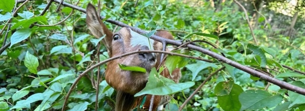 The Goats Are Interning at a New Location this Summer The Goats Are Interning at a New Location this Summer