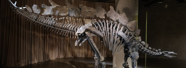 Giant New Dinosaur on Display at AMNH Giant New Dinosaur on Display at AMNH