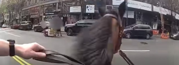 Mounted NYPD Officer Promoted to Detective After Viral West 72nd Street Horse Chase