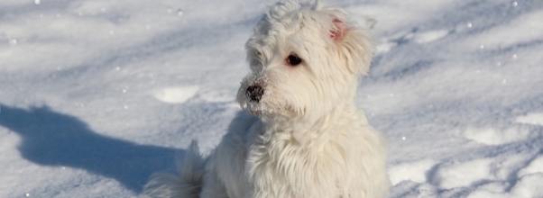 Meet the Upper West Side’s ‘Poop Fairy’: One Woman’s Crusade Against Post-Snowstorm Dog Waste